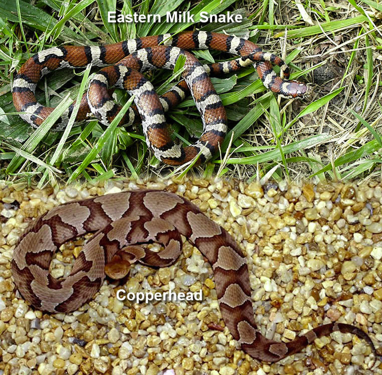 Navigating baby snake season in Floyd