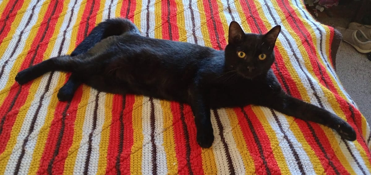 Pet of the Week: Onyx