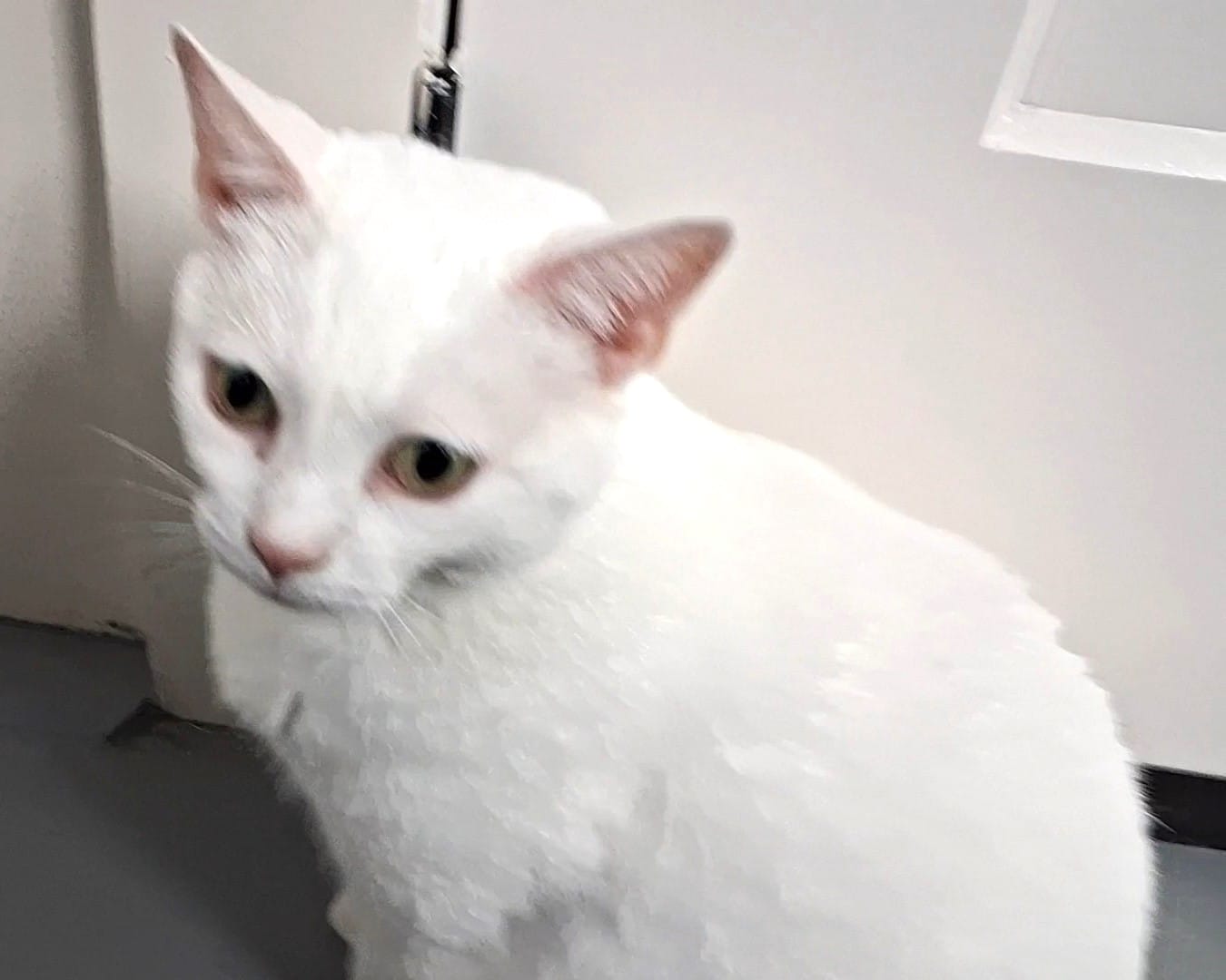 Pet of the Week
