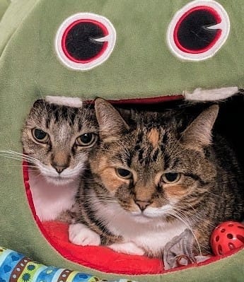 Pets of the Week