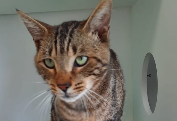 Pet of the Week