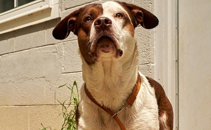 Pet of the Week