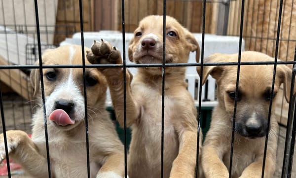 Pets of the Week