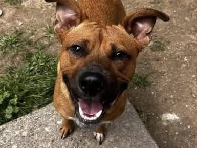 Pet of the Week