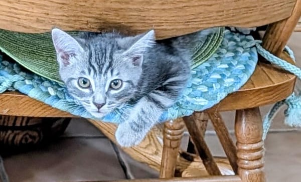 Pets of the Week