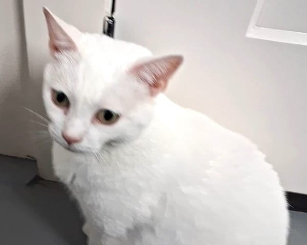 Pet of the Week