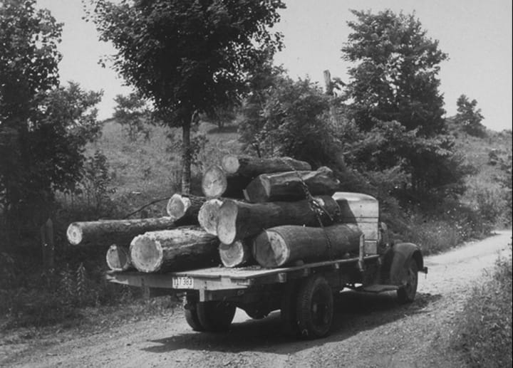 Backstories and Backyards:  Timber-r-r!