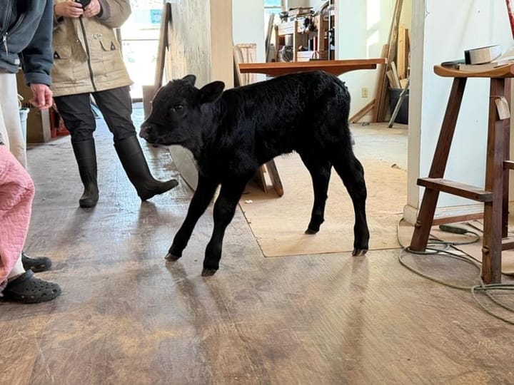 Calf rescued from the Little River by good Samaritans