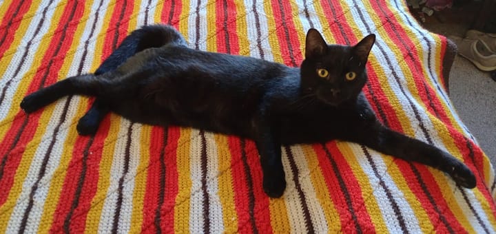 Pet of the Week: Onyx